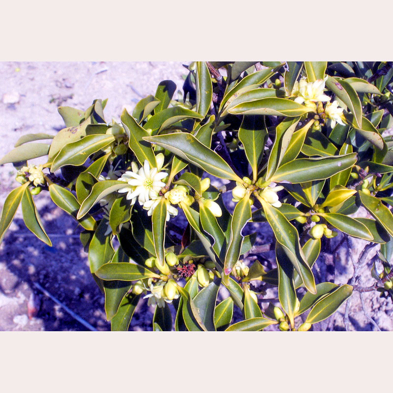 シキビの花