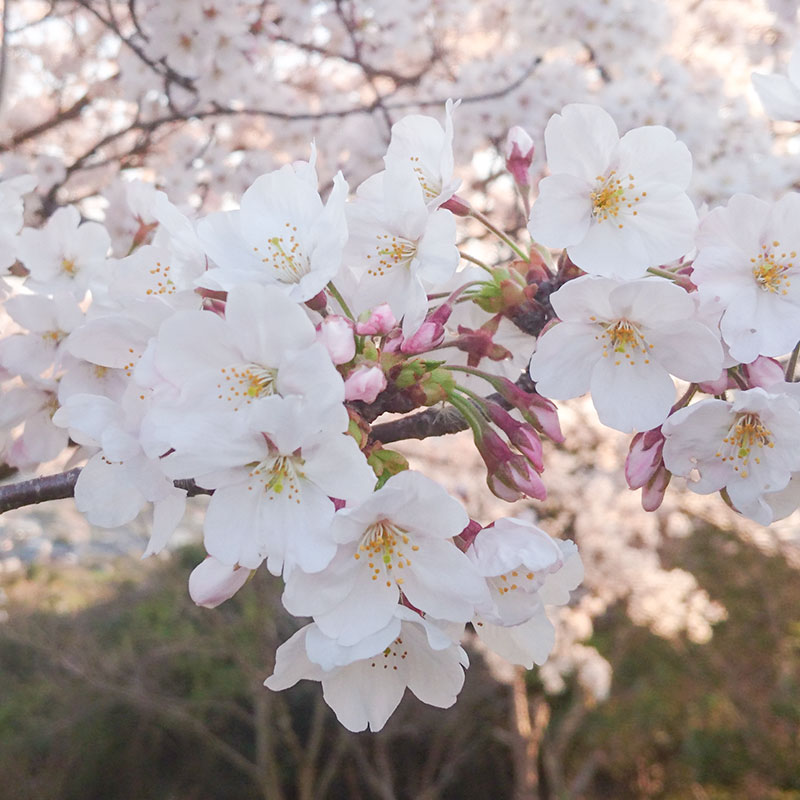 一本松の桜