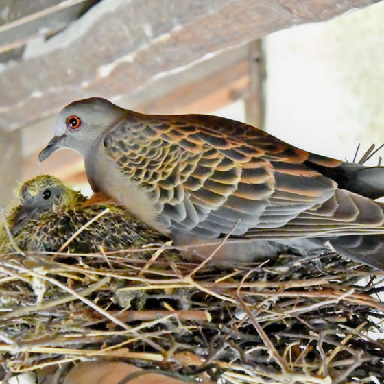 鳩の巣