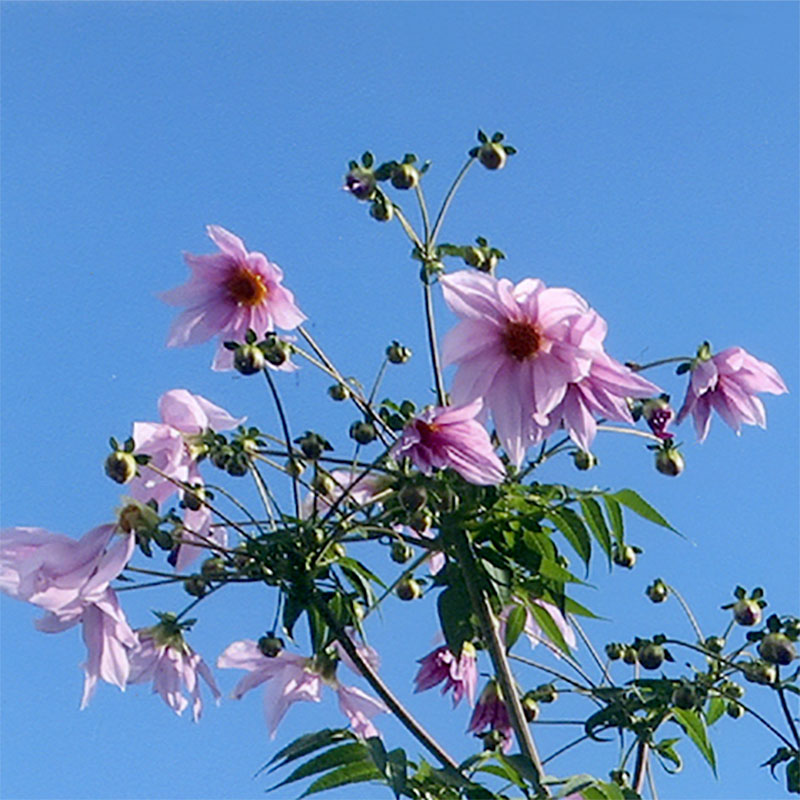 背の高い花が咲きました。