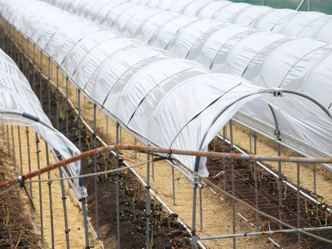 生まれ育った地で高品質なアスパラガスを栽培したい 岡山の農業人紹介 生産者 組合員の皆さま Ja岡山