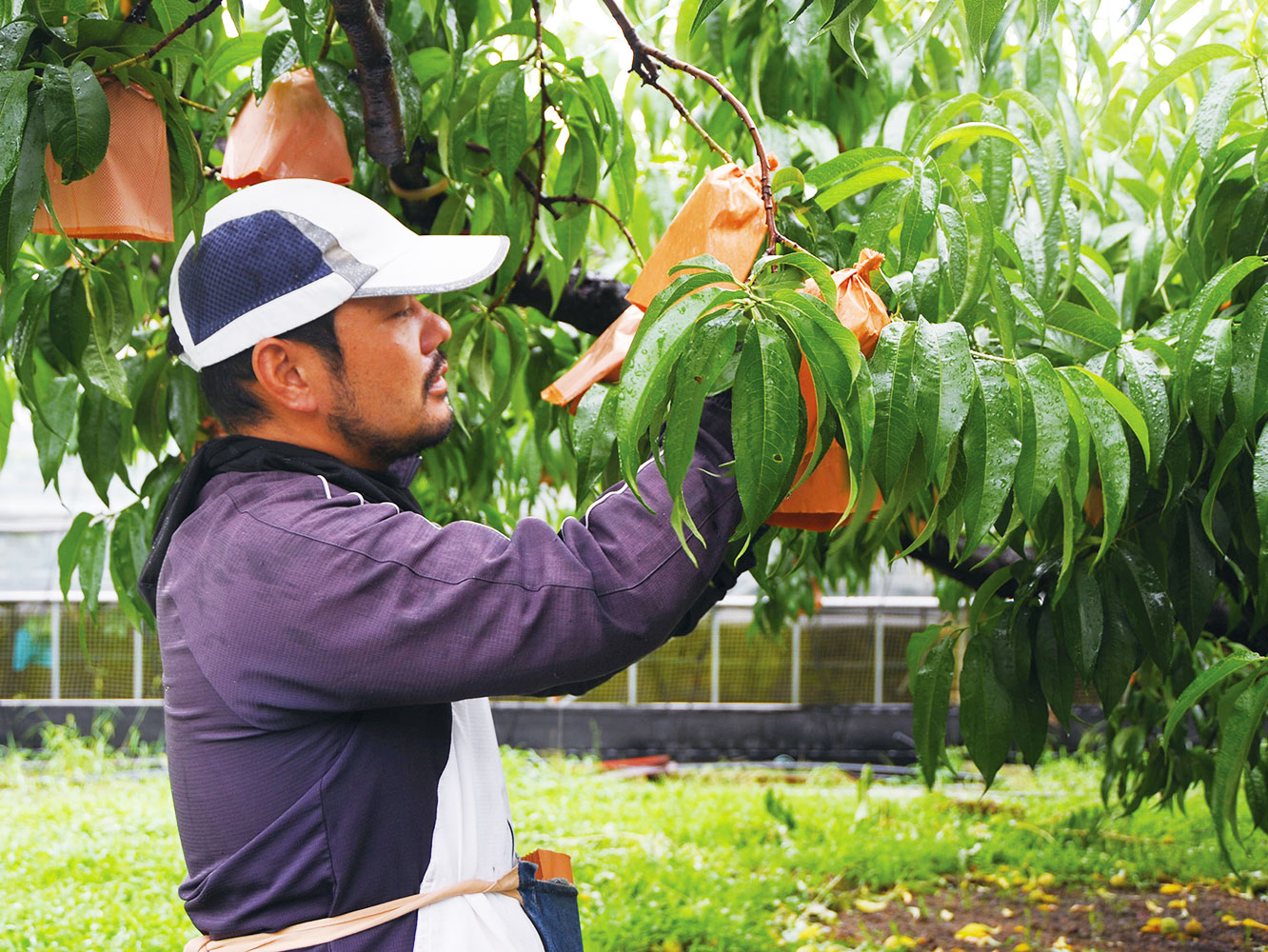 袋掛けをする小山さん