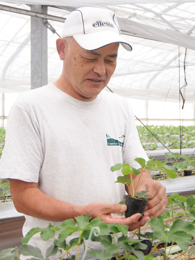 イチゴの生育具合を確認