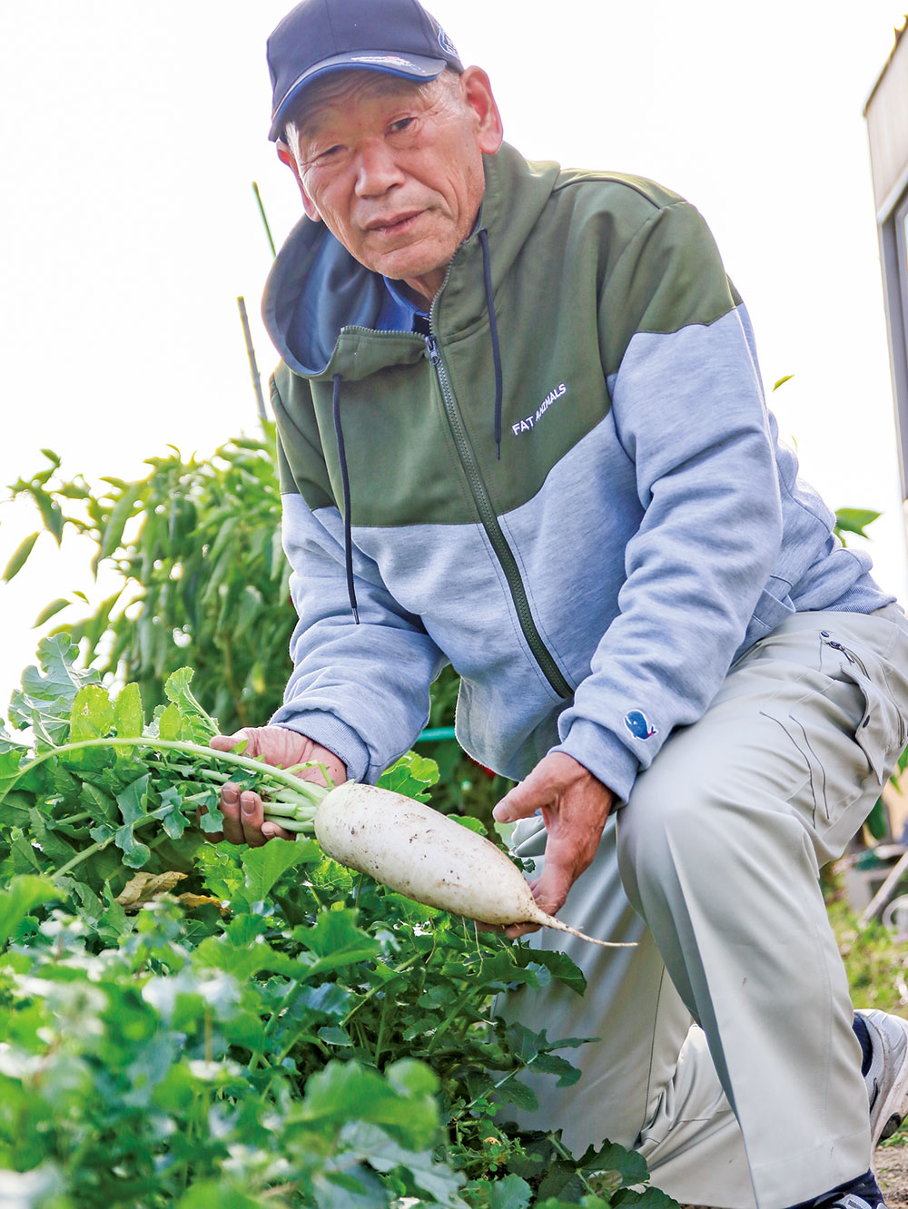 野菜は直売所へ出荷しています