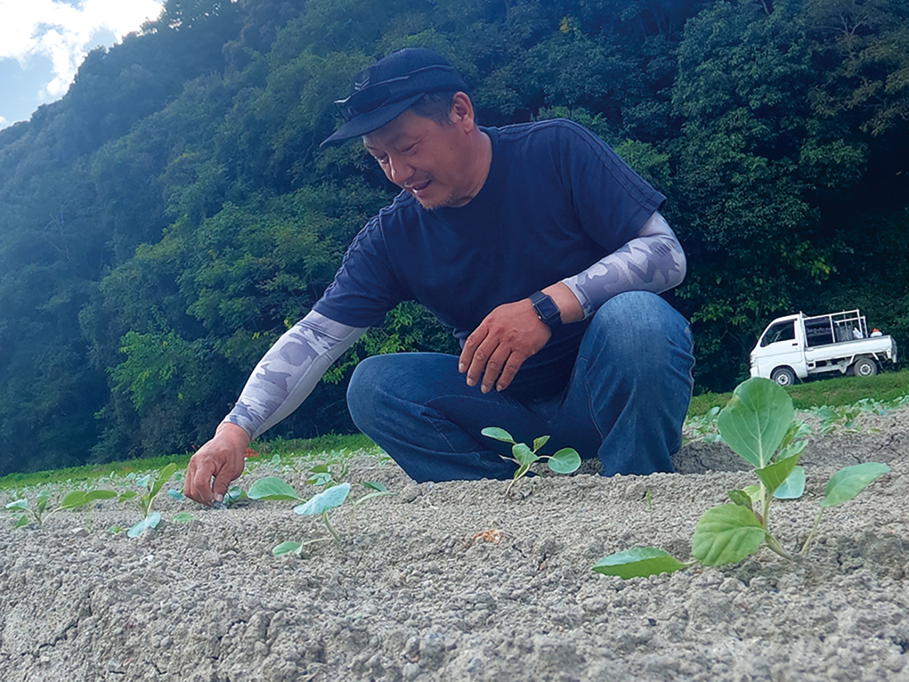 キャベツの生育具合を確認