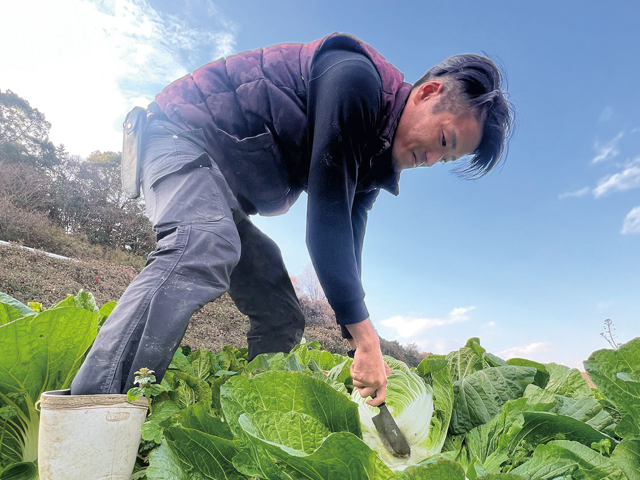 白菜の収穫の様子