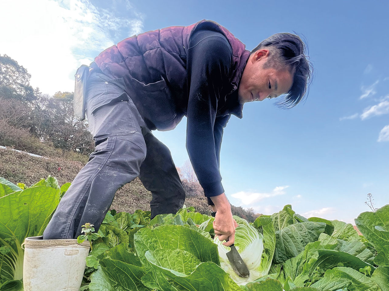 白菜の収穫の様子