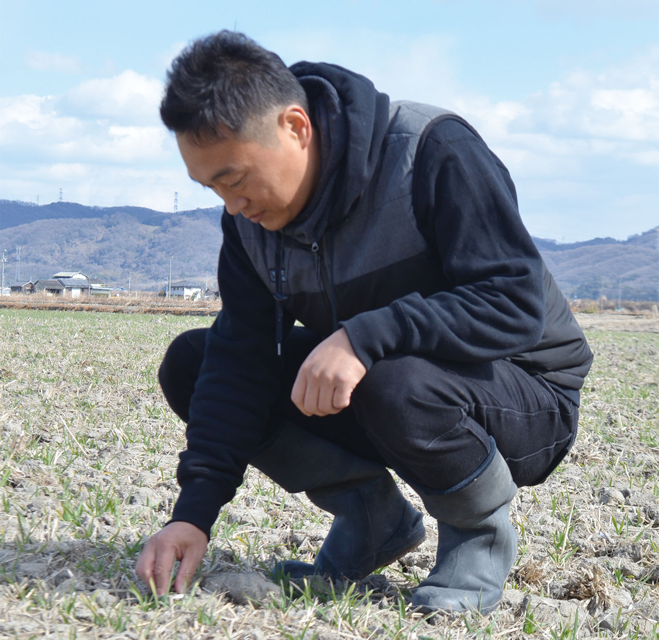 麦の成長具合を確認