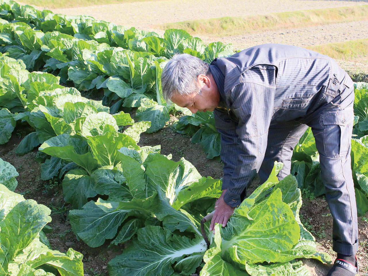 白菜の収穫の様子