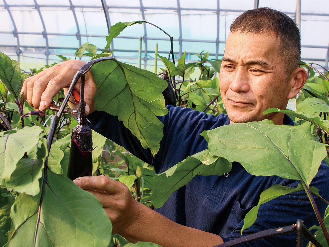 「千両なす」を収穫する芳賀さん