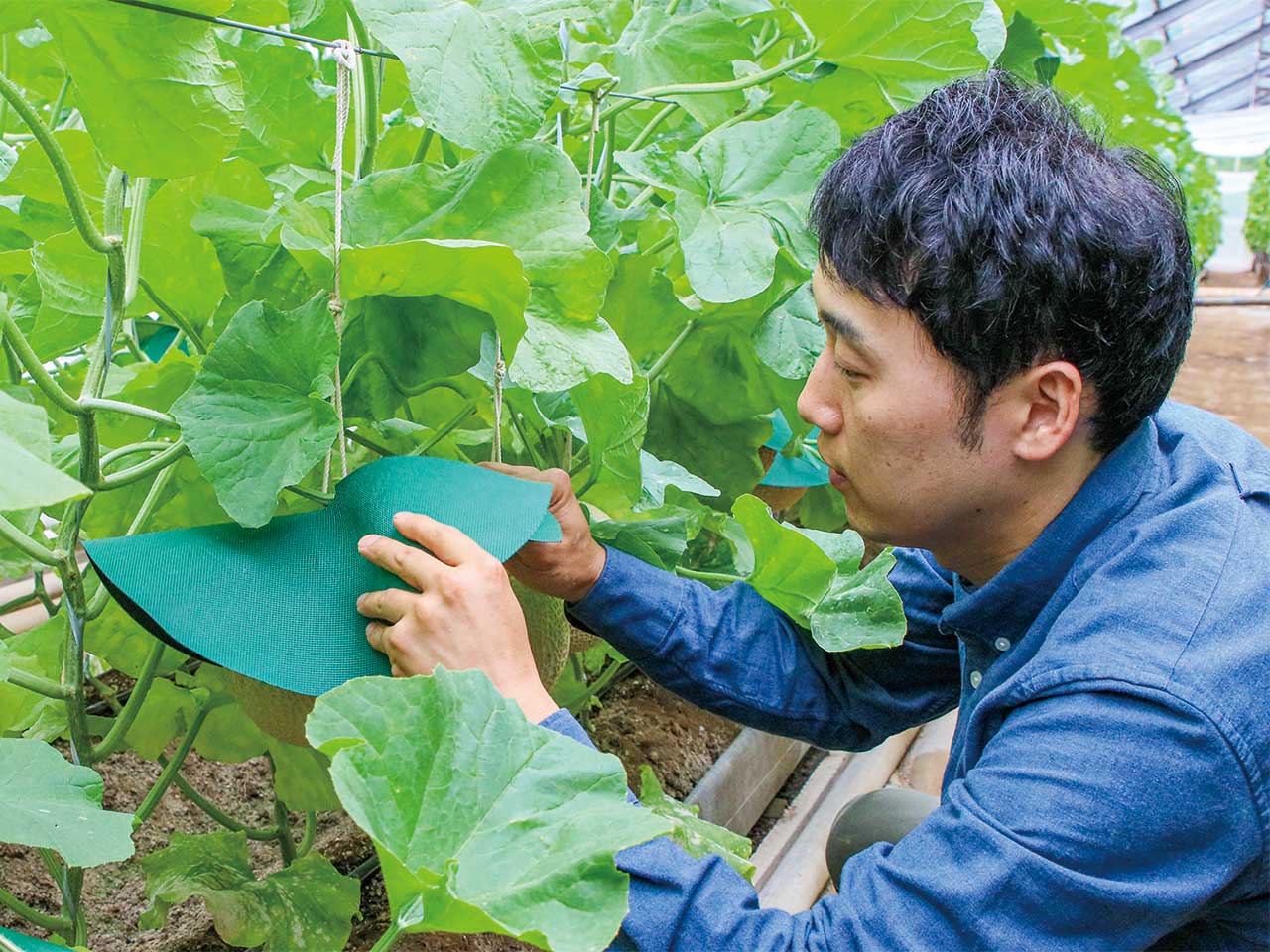 メロン一つ一つに帽子をかぶせます