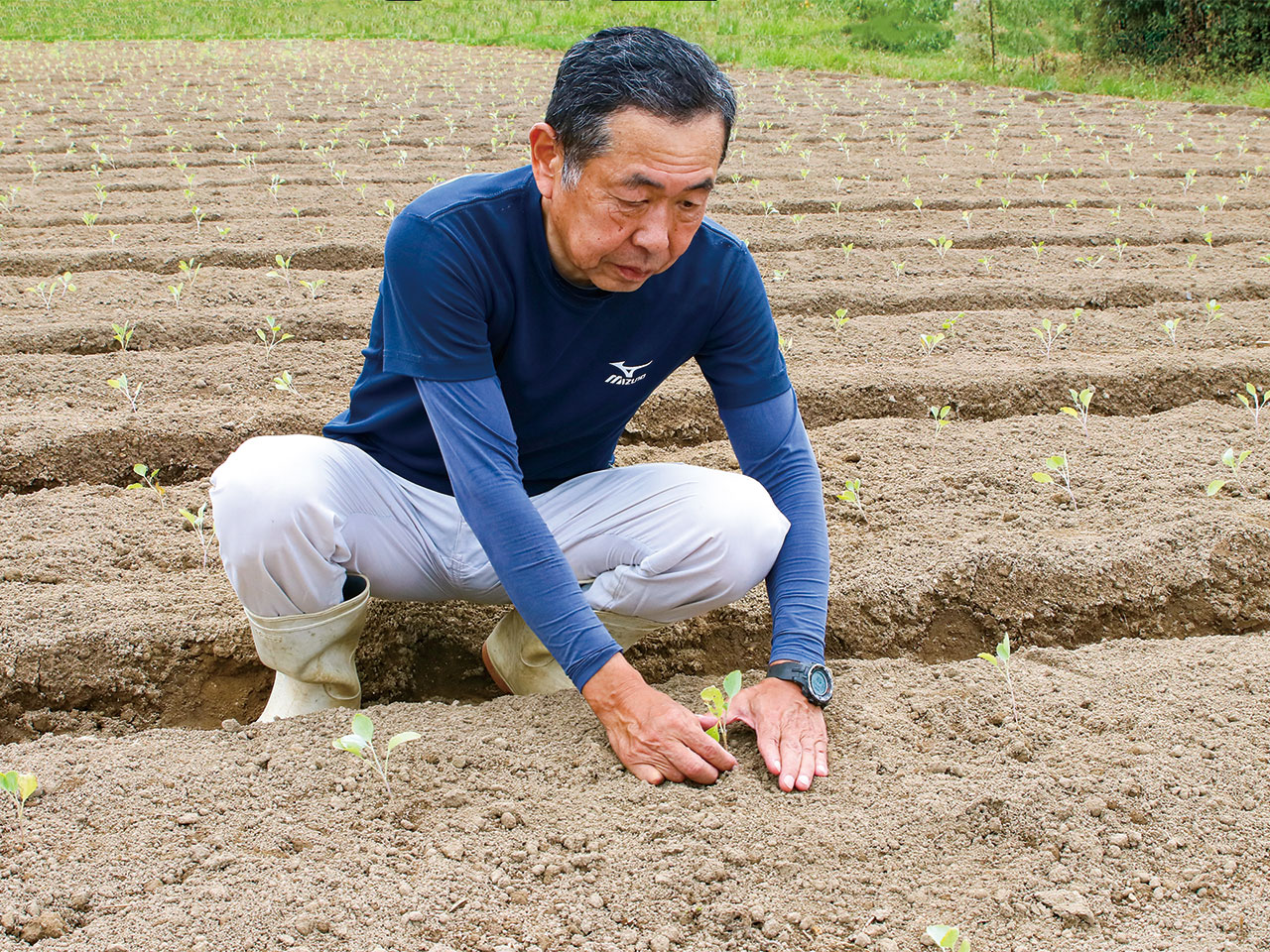 キャベツの苗を定植する糸井さん