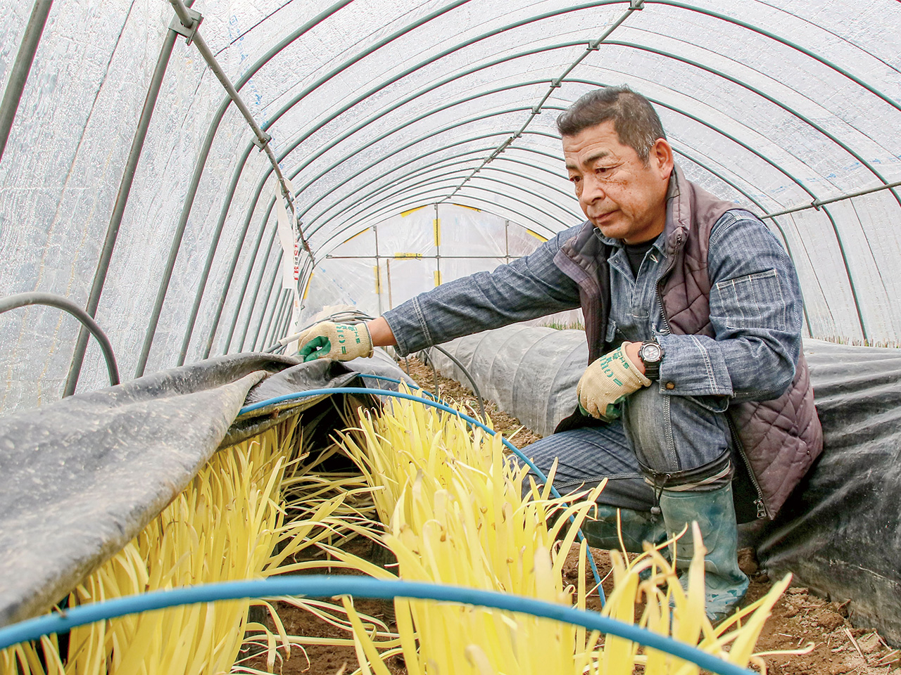 鮮やかな黄色と上品な香り