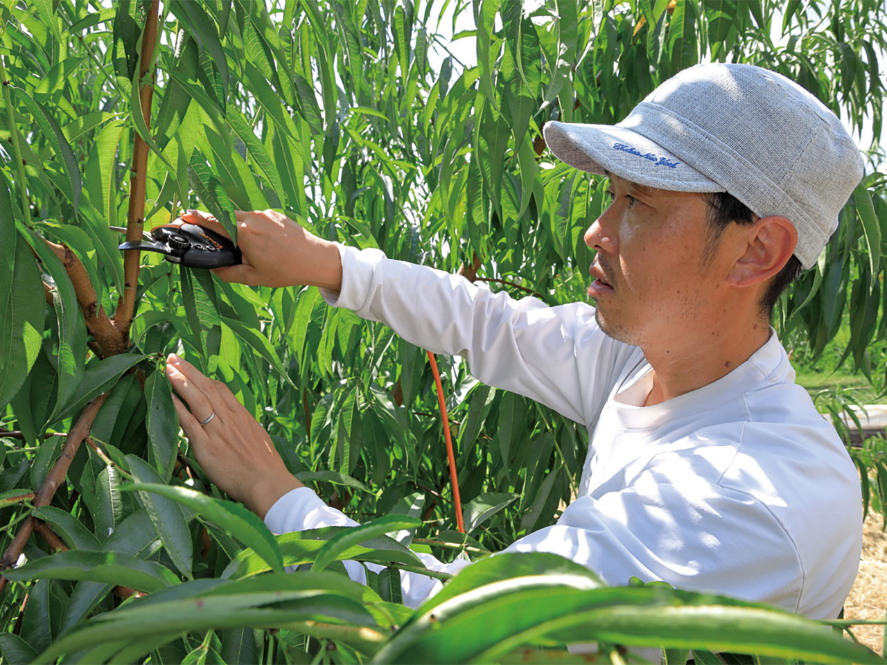 来年に向けせん定は重要な作業