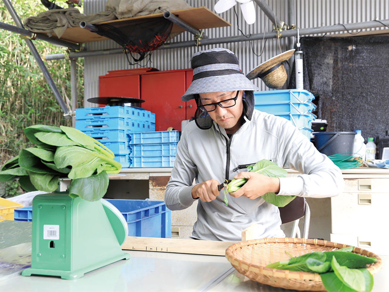 小松菜の出荷準備を進めます