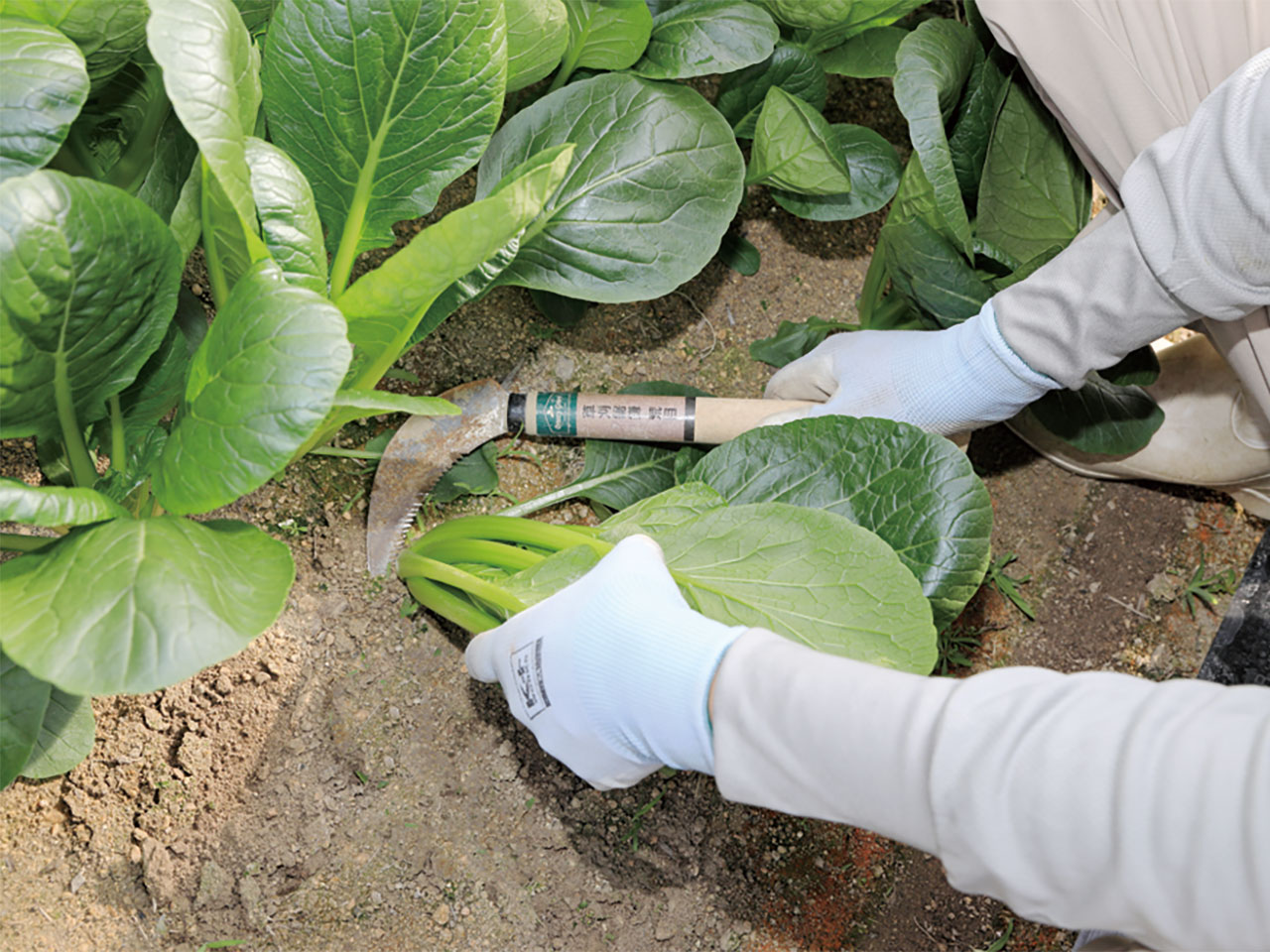 丁寧に収穫します