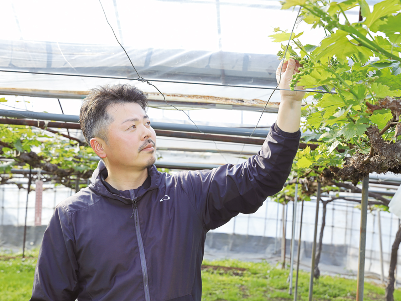 ハウス内では、芽かぎ作業に追われています