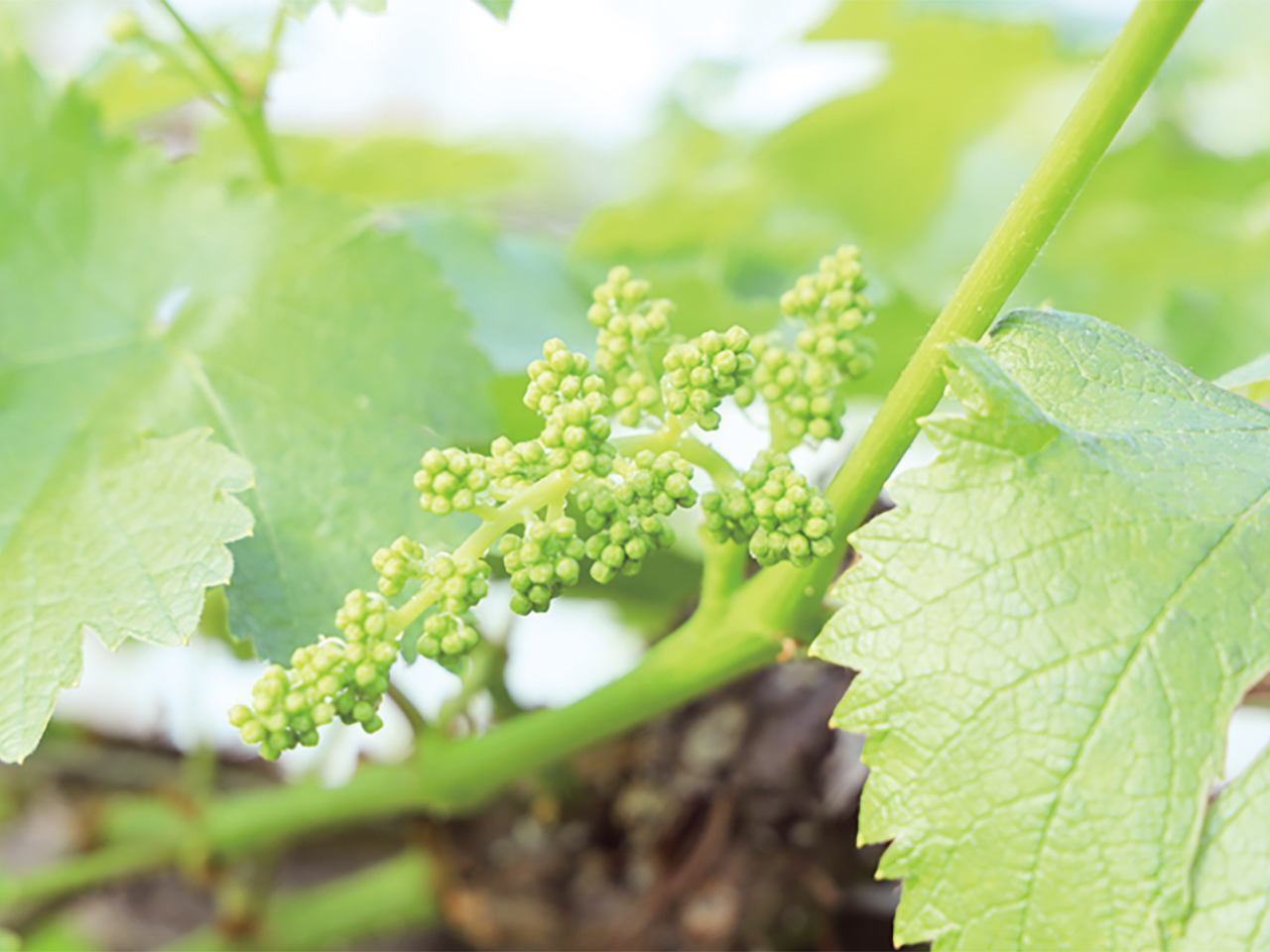 成長を見届けるのが楽しみです