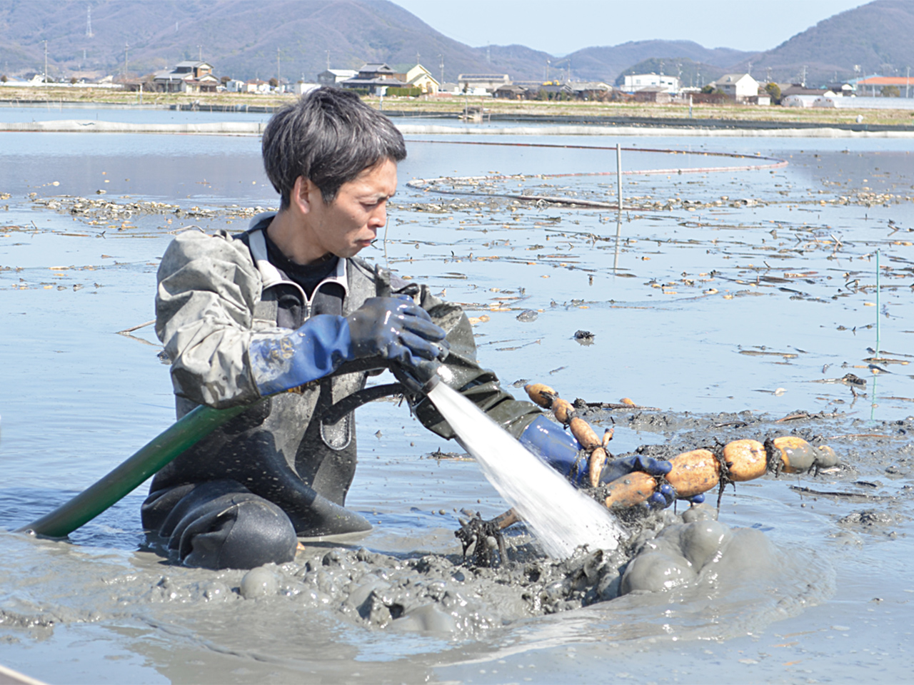 一本一本慎重に収穫